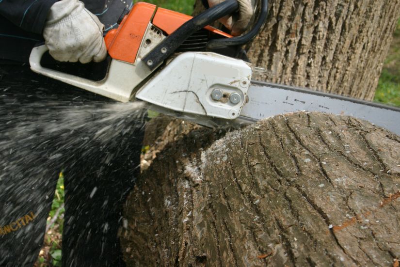 équipement scie abattage arbre-québec